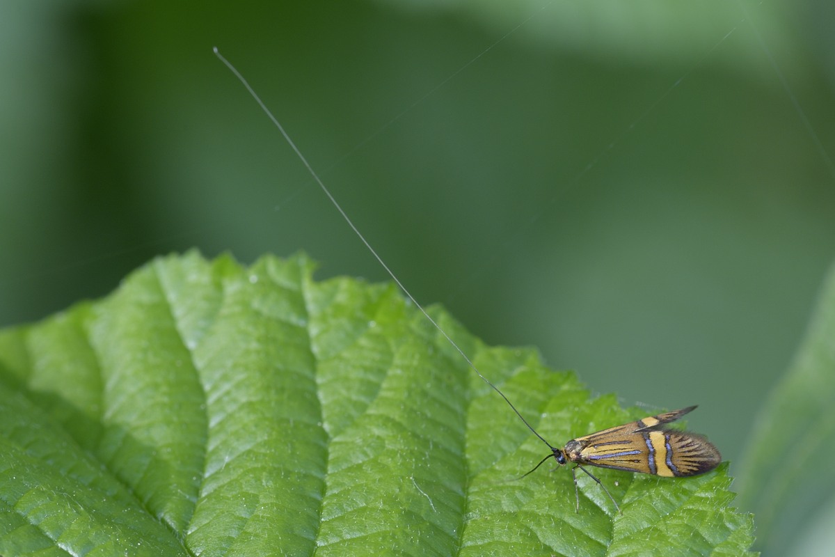 Adela da identificare